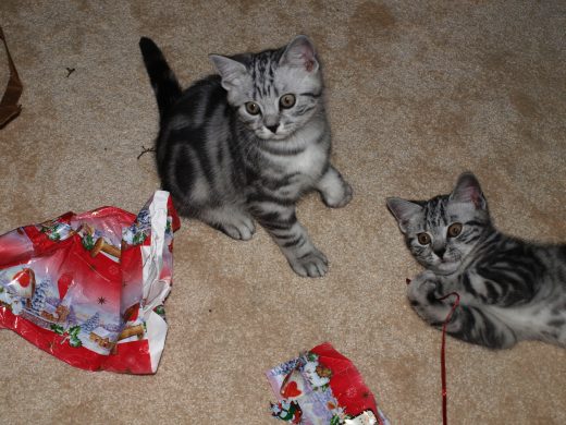 kitten-silver-tabby-ribbon