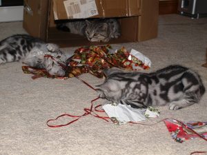 kitten-silver-tabby-ribbon-and-lucas