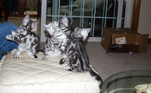 kittens-silver-tabby-jumping