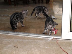kittens-silver-tabby-ribbon