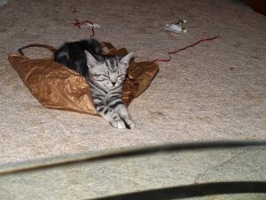 silver-tabby-kitten-tired-out