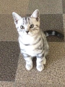kitten-silver-tabby