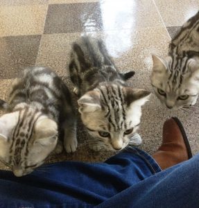 silver-tabby-british-shorthair