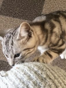 silver-tabby-kitten-british-shorthair