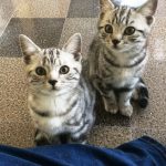 silver-tabby-kittens