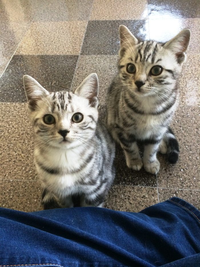 silver-tabby-kittens